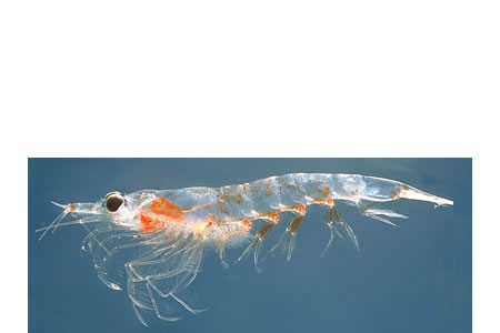 El krill